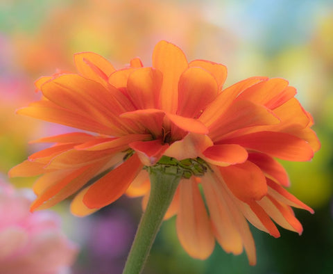 USA-Washington State-Pacific Northwest-Sammamish close-up of State Fair Zinnia White Modern Wood Framed Art Print with Double Matting by Gulin, Sylvia