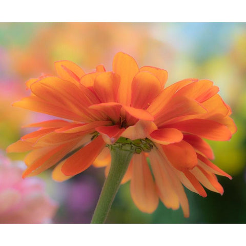 USA-Washington State-Pacific Northwest-Sammamish close-up of State Fair Zinnia Black Modern Wood Framed Art Print by Gulin, Sylvia