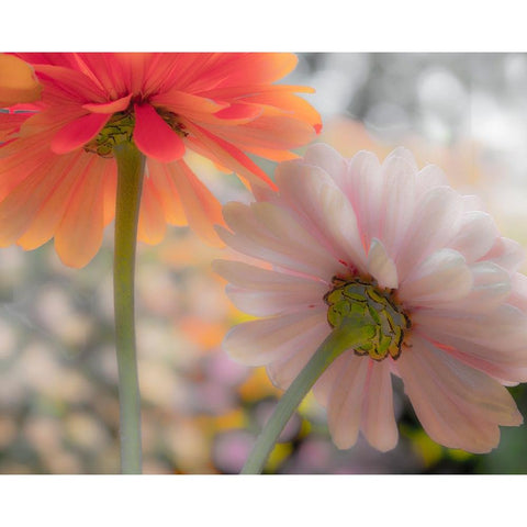 USA-Washington State-Pacific Northwest-Sammamish close-up of State Fair Zinnia Black Modern Wood Framed Art Print with Double Matting by Gulin, Sylvia