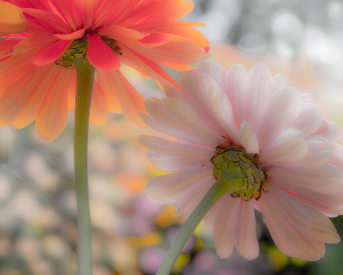 USA-Washington State-Pacific Northwest-Sammamish close-up of State Fair Zinnia White Modern Wood Framed Art Print with Double Matting by Gulin, Sylvia