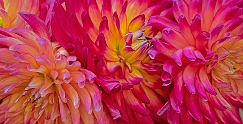 USA-Washington State-Pacific Northwest Sammamish Dahlia flowers in bloom White Modern Wood Framed Art Print with Double Matting by Gulin, Sylvia