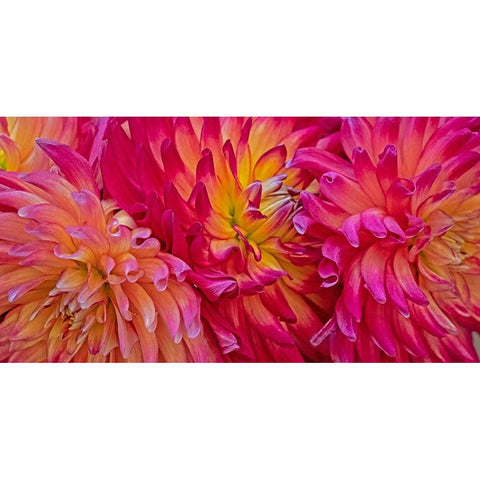 USA-Washington State-Pacific Northwest Sammamish Dahlia flowers in bloom Black Modern Wood Framed Art Print by Gulin, Sylvia