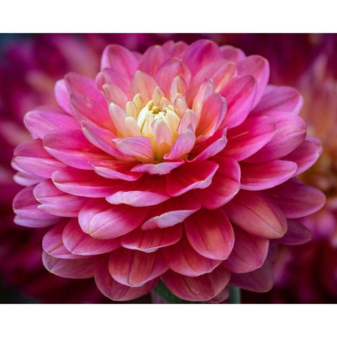 USA-Washington State-Pacific Northwest Sammamish Dahlia flowers in bloom Gold Ornate Wood Framed Art Print with Double Matting by Gulin, Sylvia