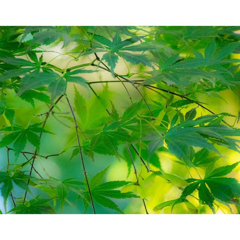 USA-Washington State-Sammamish Japanese Maple leaves Black Modern Wood Framed Art Print by Gulin, Sylvia