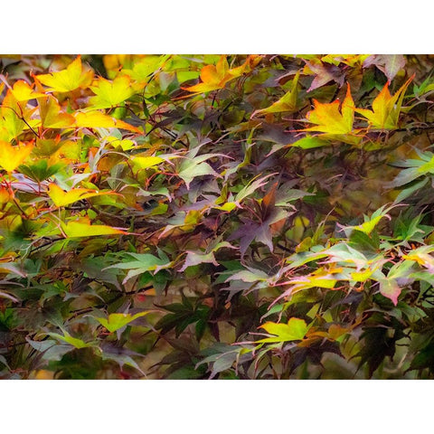 USA-Washington State-Sammamish Japanese Maple leaves Gold Ornate Wood Framed Art Print with Double Matting by Gulin, Sylvia