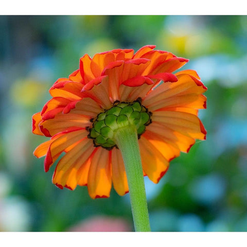 USA-Washington State-Pacific Northwest-Sammamish close-up of State Fair Zinnia Black Modern Wood Framed Art Print with Double Matting by Gulin, Sylvia