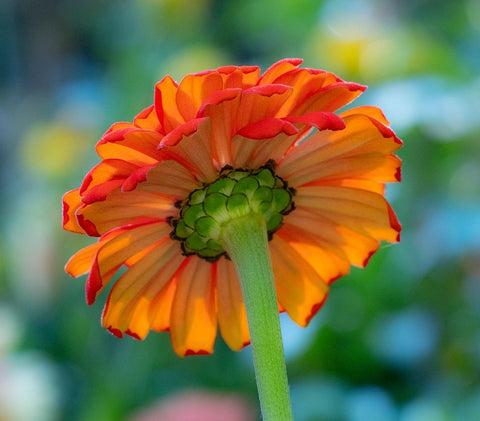 USA-Washington State-Pacific Northwest-Sammamish close-up of State Fair Zinnia White Modern Wood Framed Art Print with Double Matting by Gulin, Sylvia