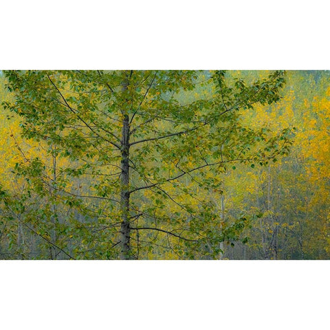 USA-Washington State-Preston with Cottonwoods in fall color Black Modern Wood Framed Art Print with Double Matting by Gulin, Sylvia