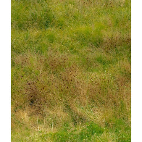 USA-Washington State-Issaquah and grassy field Black Modern Wood Framed Art Print with Double Matting by Gulin, Sylvia