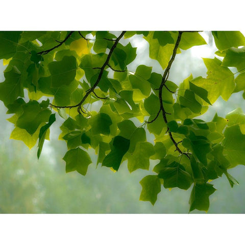 USA-Washington State-Bellevue Ginkgo Tree green leaves Black Modern Wood Framed Art Print by Gulin, Sylvia