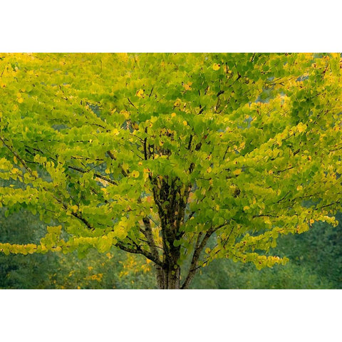 USA-Washington State-Bellevue Ginkgo Tree in Autumn colors Black Modern Wood Framed Art Print by Gulin, Sylvia