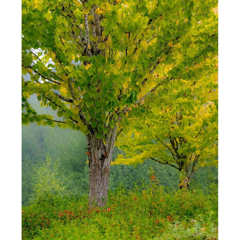 USA-Washington State-Bellevue Ginkgo Tree in Autumn colors Black Modern Wood Framed Art Print by Gulin, Sylvia