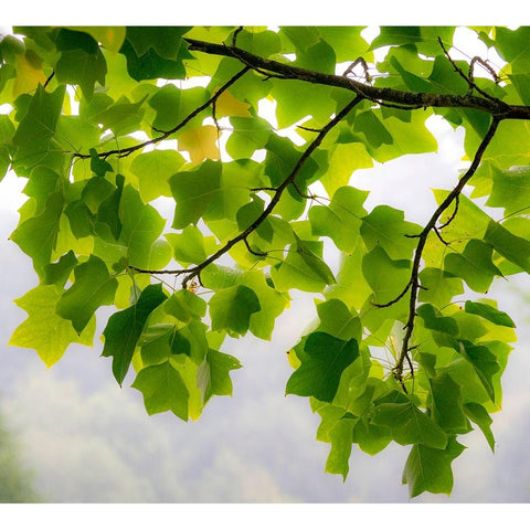 USA-Washington State-Bellevue Ginkgo Tree green leaves Black Modern Wood Framed Art Print by Gulin, Sylvia