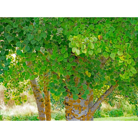 USA-Washington State-Bellevue Ginkgo Tree green leaves Black Modern Wood Framed Art Print with Double Matting by Gulin, Sylvia
