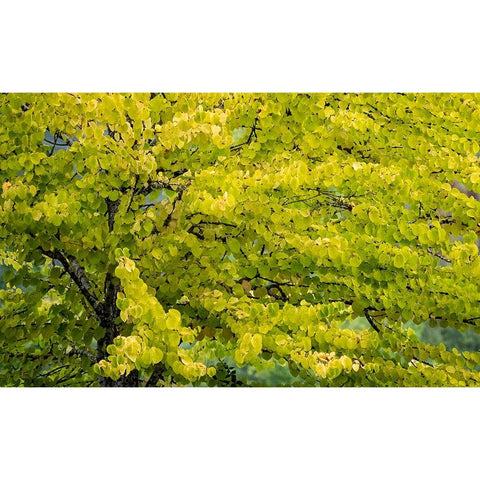 USA-Washington State-Bellevue Ginkgo Tree in Autumn colors Black Modern Wood Framed Art Print by Gulin, Sylvia