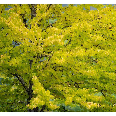 USA-Washington State-Bellevue Ginkgo Tree in Autumn colors Black Modern Wood Framed Art Print by Gulin, Sylvia