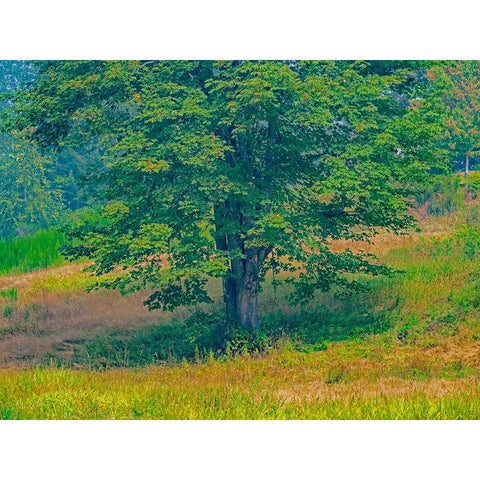 USA-Washington State-Issaquah lone Big Leaf Maple tree in grassy field Black Modern Wood Framed Art Print by Gulin, Sylvia