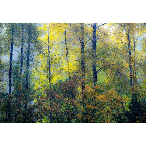 USA-Washington State-Preston with Cottonwoods in fall color Black Modern Wood Framed Art Print by Gulin, Sylvia