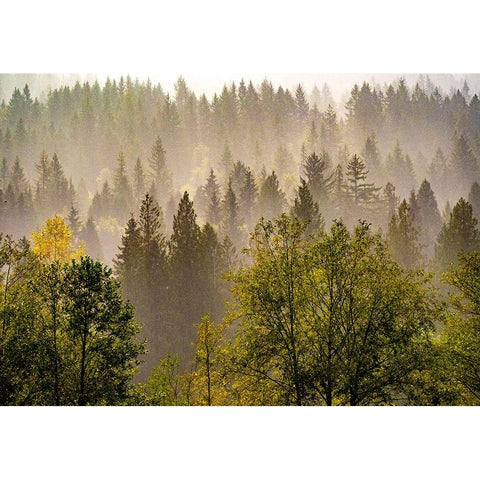 USA-Washington State-Preston Evergreens and Cottonwood trees lifting fog on hillside Black Modern Wood Framed Art Print by Gulin, Sylvia