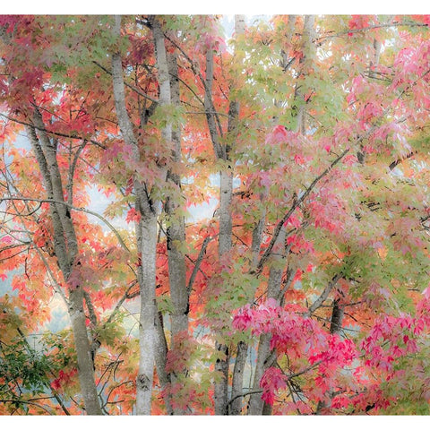 USA-Washington State-Issaquah with fall colored Maple trees along downtown roads White Modern Wood Framed Art Print by Gulin, Sylvia