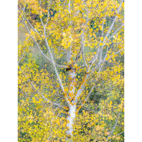 USA-Washington State-Bellevue birch trees with golden fall colors Black Modern Wood Framed Art Print by Gulin, Sylvia