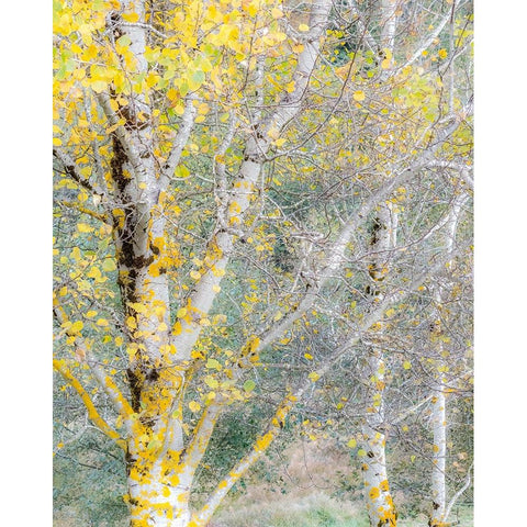 USA-Washington State-Bellevue birch trees with golden fall colors Black Modern Wood Framed Art Print by Gulin, Sylvia