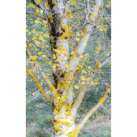 USA-Washington State-Bellevue birch trees with golden fall colors Black Modern Wood Framed Art Print by Gulin, Sylvia
