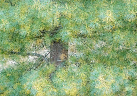 USA-Washington State-Bellevue Pine tree close up and tree trunk Black Ornate Wood Framed Art Print with Double Matting by Gulin, Sylvia