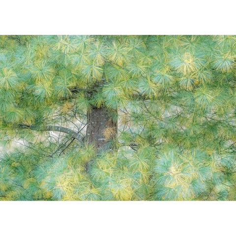 USA-Washington State-Bellevue Pine tree close up and tree trunk Black Modern Wood Framed Art Print by Gulin, Sylvia
