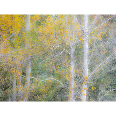 USA-Washington State-Bellevue birch trees with golden fall colors Black Modern Wood Framed Art Print with Double Matting by Gulin, Sylvia