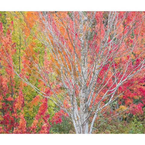 USA-Washington State-Issaquah with fall colored Maple trees along downtown roads White Modern Wood Framed Art Print by Gulin, Sylvia