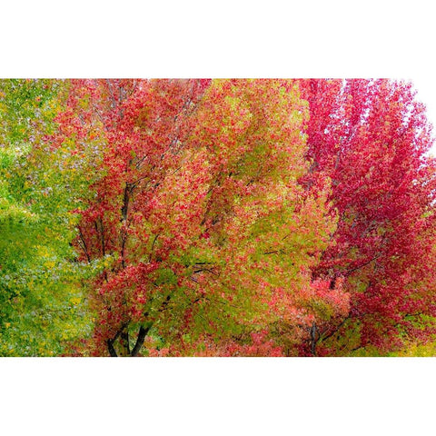 USA-Washington State-Issaquah with fall colored Maple trees along downtown roads White Modern Wood Framed Art Print by Gulin, Sylvia