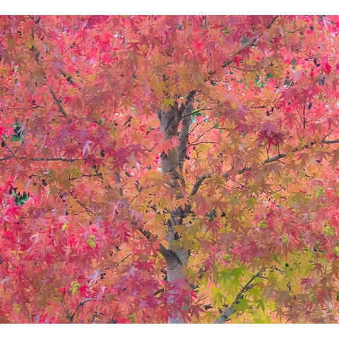 USA-Washington State-Issaquah with fall colored Maple trees along downtown roads White Modern Wood Framed Art Print by Gulin, Sylvia