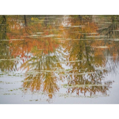USA-Washington State-Fall City and fall colored trees in reflection Snoqualmie River Black Modern Wood Framed Art Print by Gulin, Sylvia