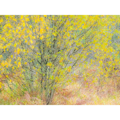 USA-Washington State-Bellevue alder tree golden/yellow fall colors Black Modern Wood Framed Art Print by Gulin, Sylvia