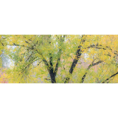 USA-Washington State-North Bend tree trunks and golden autumn leaves Black Modern Wood Framed Art Print by Gulin, Sylvia