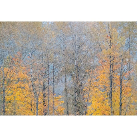 USA-Washington State-Preston-Cottonwoods and Big Leaf Maple trees in fall colors Black Modern Wood Framed Art Print by Gulin, Sylvia