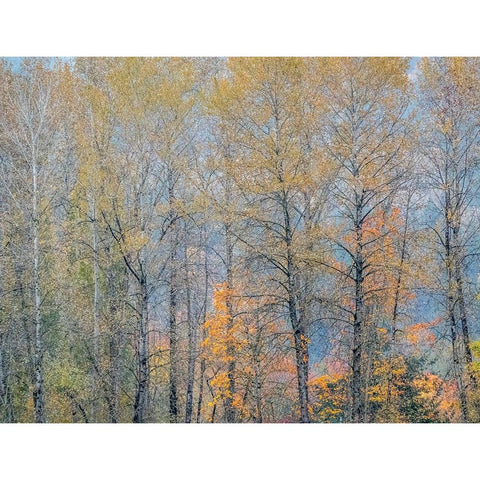 USA-Washington State-Preston-Cottonwoods trees in fall colors Black Modern Wood Framed Art Print by Gulin, Sylvia