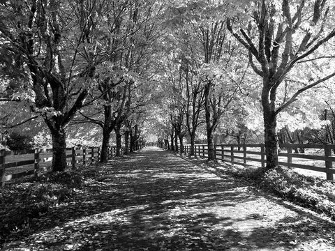 USA-Washington State-North Bend black and White maple tree lined driveway White Modern Wood Framed Art Print with Double Matting by Gulin, Sylvia