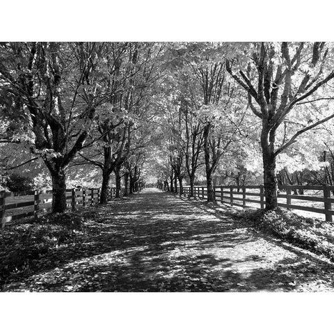 USA-Washington State-North Bend black and White maple tree lined driveway Black Modern Wood Framed Art Print by Gulin, Sylvia