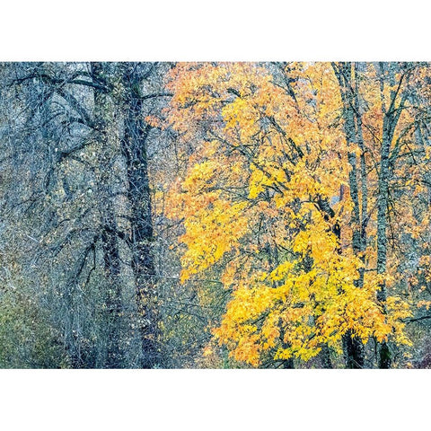 USA-Washington State-Preston-Cottonwoods and Big Leaf Maple trees in fall colors Black Modern Wood Framed Art Print by Gulin, Sylvia