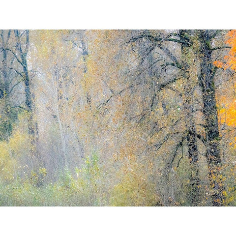 USA-Washington State-Preston-Cottonwoods and Big Leaf Maple trees in fall colors Black Modern Wood Framed Art Print by Gulin, Sylvia