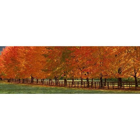 USA-Washington State-North Bend fence and tree lined driveway in fall colors Black Modern Wood Framed Art Print by Gulin, Sylvia