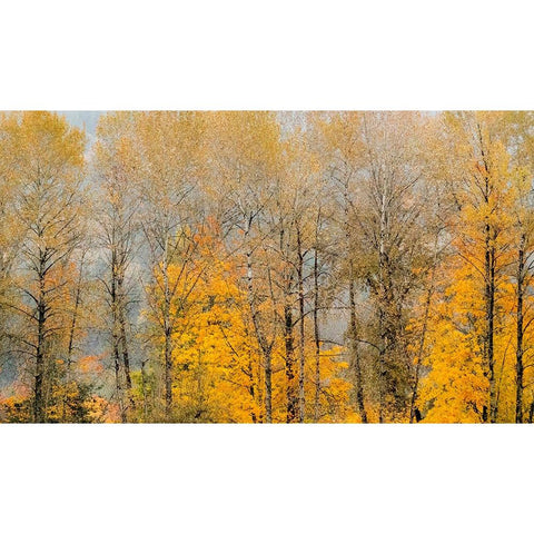 USA-Washington State-Preston-Cottonwoods trees in fall colors Black Modern Wood Framed Art Print by Gulin, Sylvia