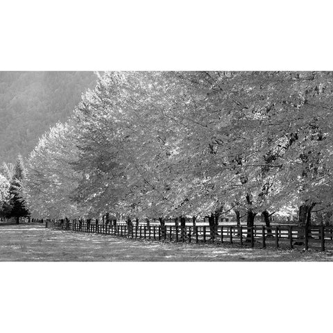 USA-Washington State-North Bend fence and tree lined driveway in fall colors Black Modern Wood Framed Art Print by Gulin, Sylvia