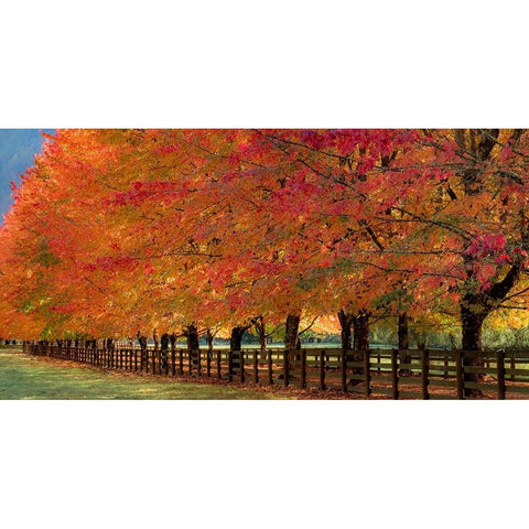 USA-Washington State-North Bend fence and tree lined driveway in fall colors Black Modern Wood Framed Art Print by Gulin, Sylvia
