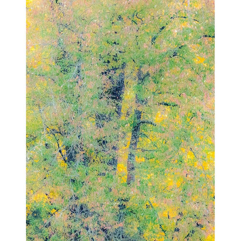 USA-Washington State-Preston-Cottonwoods trees in fall colors Black Modern Wood Framed Art Print by Gulin, Sylvia