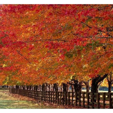 USA-Washington State-North Bend fence and tree lined driveway in fall colors Black Modern Wood Framed Art Print by Gulin, Sylvia