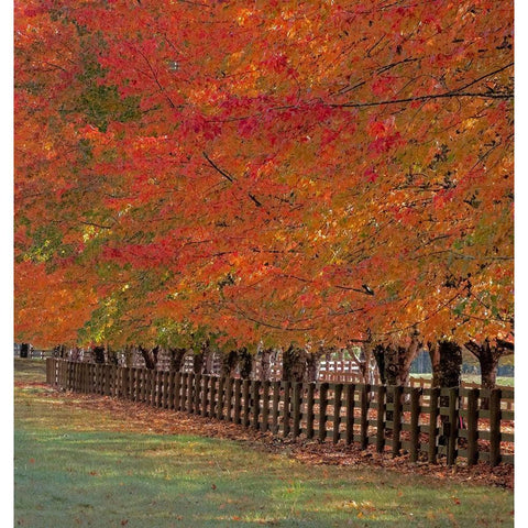 USA-Washington State-North Bend fence and tree lined driveway in fall colors Black Modern Wood Framed Art Print by Gulin, Sylvia