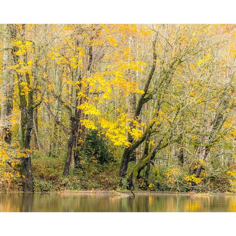 USA-Washington State-Snoqualmie River edged by Big Leaf Maple Trees in yellow White Modern Wood Framed Art Print by Gulin, Sylvia